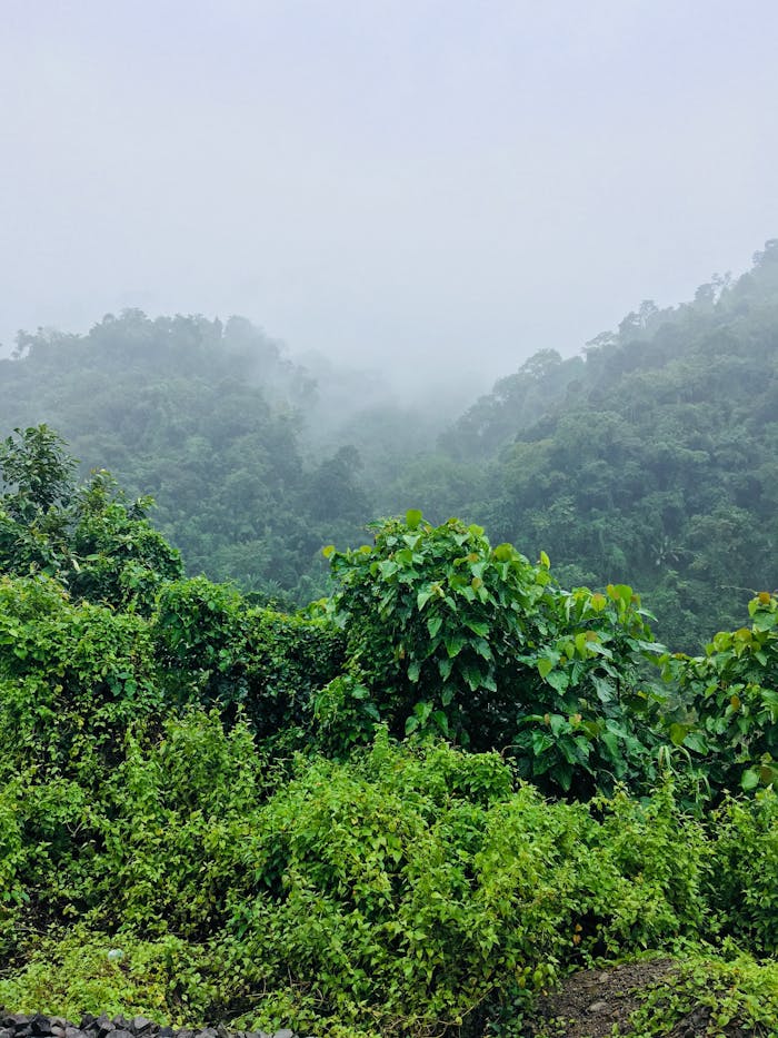 A misty view of a lush green jungle in Karbi Anglong, India, during the daytime.